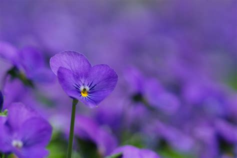Violet, pink and white flowers. violet purple petals flower field close up blur HD wallpaper