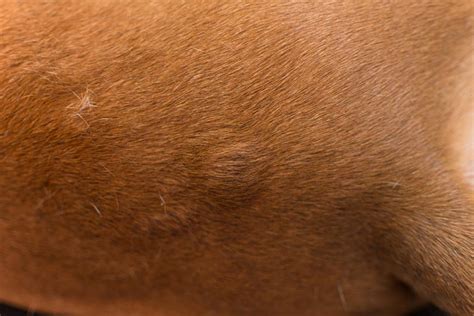 Allergy Bumps On Dogs Urticaria And Hives Explained Vet Answer Hepper