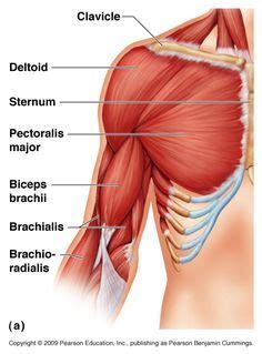 Shoulder anatomy deltoid arm joint anterior brachialis coracobrachialis humerus medical. Shoulder muscles and chest - human anatomy diagram ...