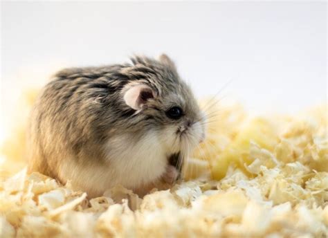 Roborovski Dwarf Hamster Pictures Temperament Diet Care Guide