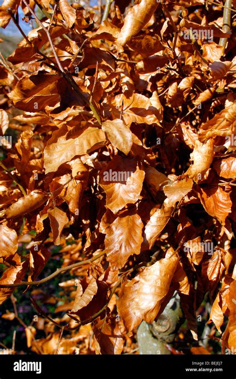 Fagus Sylvatica Beech Leaves In Winter Stock Photo Alamy