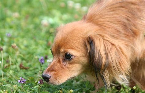 Emotional Support Animal Laws: What You Need to Know - Touch