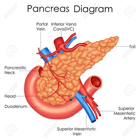 Medical Education Chart Of Biology For Pancreas Diagram Clipart Station