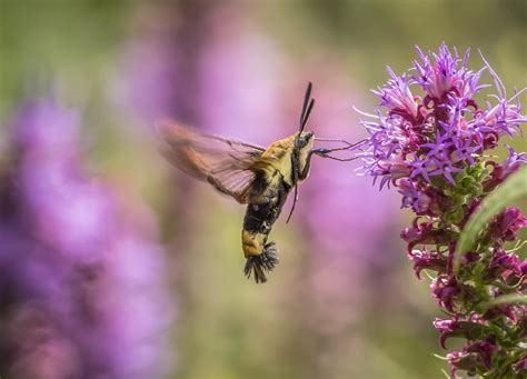 Clearwing Moth On Liatris 1 Of 1 Michael Weatherford Flickr