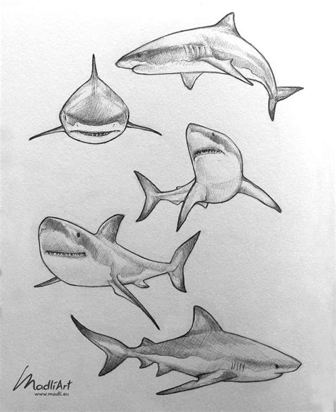 Great White Shark Pencil Line Art Sketches By Madliart Shark Art