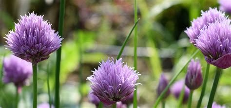 Weeds With Purple Flowers In Grass In Lees Garden Now Worst Weed