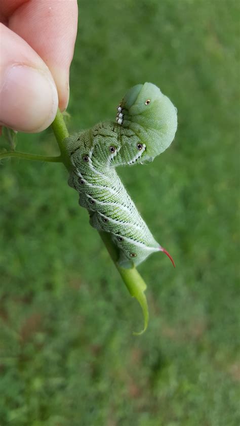 Tomato Hornworm That Was On My Roma Plants Rgardening