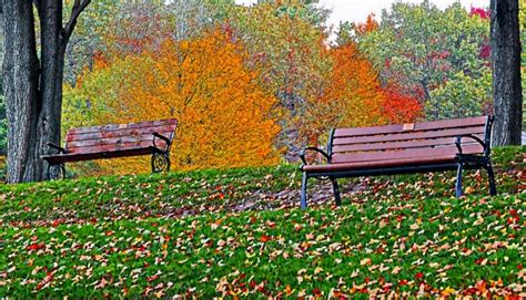 Benches In The Fall Free Stock Photo Public Domain Pictures