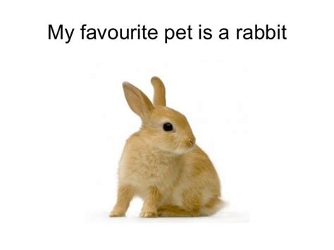 My Favourite Pet Is 4