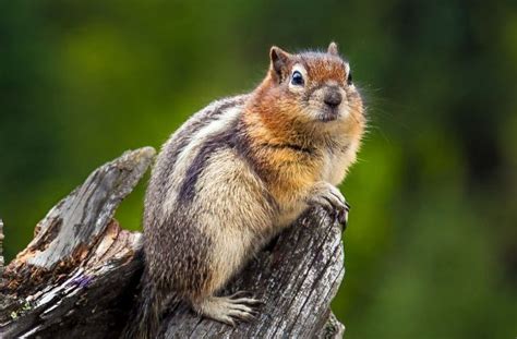 12 Fun Facts About Chipmunks For Kids