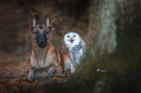 Dog With Owl Hd Photography 4k Wallpapers Images Backgrounds