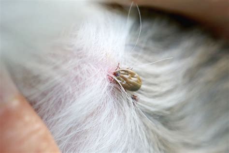 How Do Tick Bites Look Like On Dogs