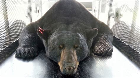 Wildlife Officials Capture Largest Black Bear In Florida History Fox News