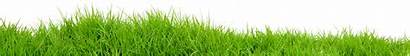 Grass Transparent Field Lawn Background Lawns Order