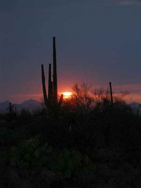 Free Images Nature Horizon Silhouette Cactus Cloud Sky Sun