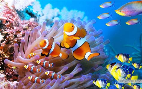 Sea Creatures Wallpaper Wallpapersafari