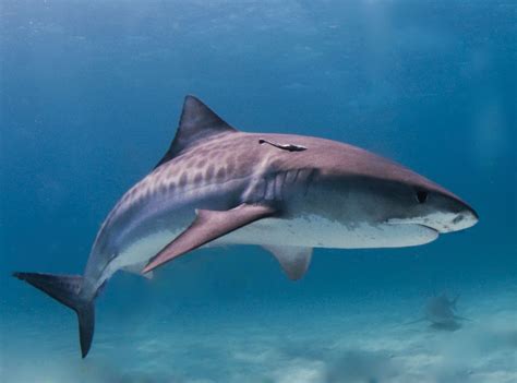 Filetiger Shark