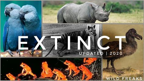 Extinct Animals In The Last 100 Years List