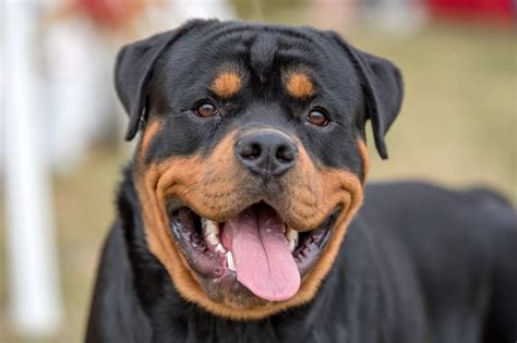 How Many Times A Year Do Rottweilers Go Into Heat
