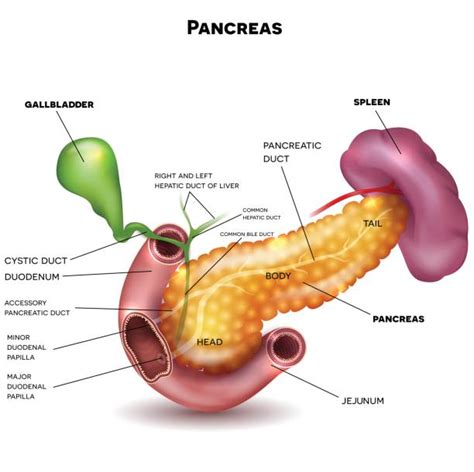 Pancreas Illustrations Royalty Free Vector Graphics And Clip Art Istock