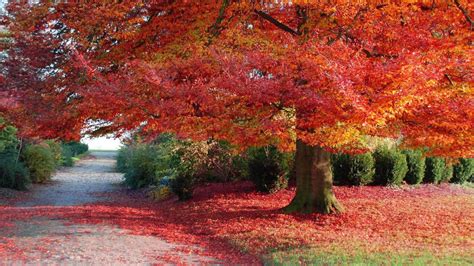 Path Between Red Yellow Autumn Fall Leaves Hd Fall Wallpapers Hd