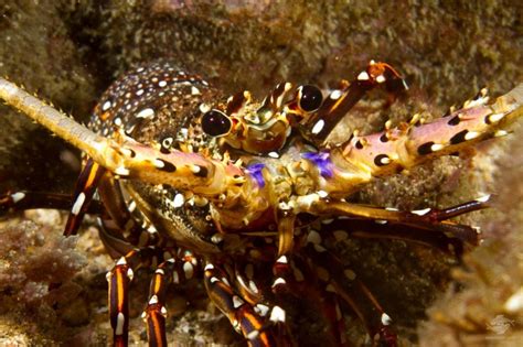 Lobsters Interesting Facts And Photographs Seaunseen