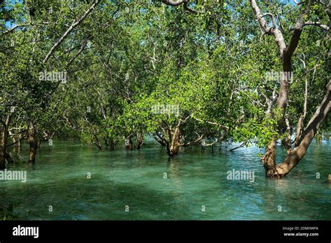 Mangrove Forest At High Tide Near Darwin Northern Territory