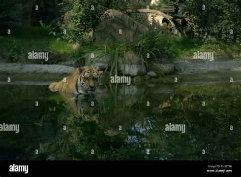 Tiger In The Jungle Stock Photo Alamy