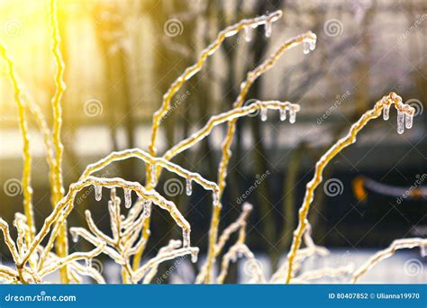 Frozen In Ice Tree Branches Iced Trees Stock Photo Image Of Nature