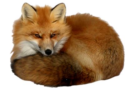 Fox PNG images, free download pictures