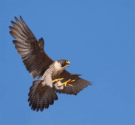 Types Of Falcon Species By Nick Askew Below Is Shown A List Of Falcon