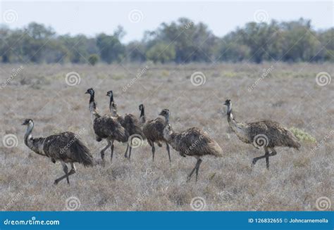 Emus In Outback Queensland Stock Image Image Of Flock Outback