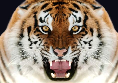 Тигър уби служителка на зоопарк във Великобритания СНИМКИ Свят