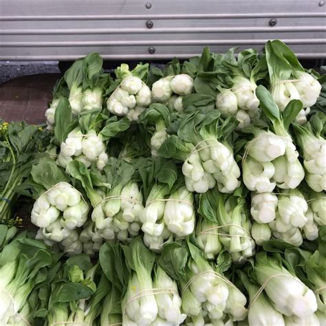 Shanghai Bok Choy Information Recipes And Facts