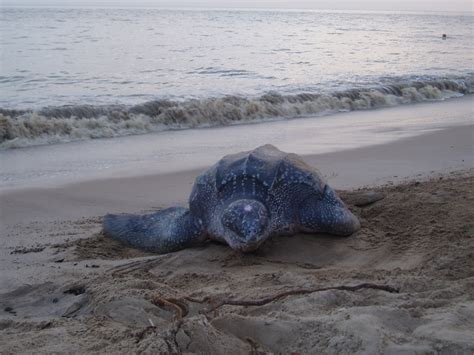 Shorelines Blog Archive Six Endangered Species Of The