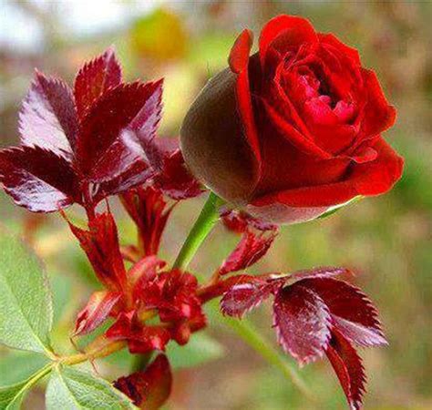 Top Most Beautiful Rose Flower Images Top Collection Of Different