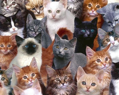 Crazy Cat Wallpapers Top Những Hình Ảnh Đẹp