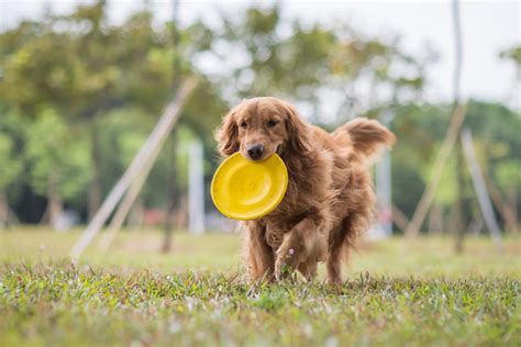 Golden Retriever Playing Frisbee In The Meadow Stock Photo Download
