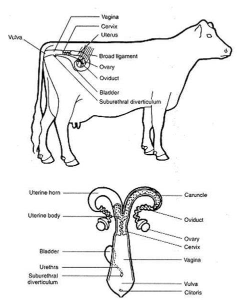 female cow reproductive system diagram