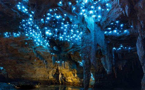 Waitomo Glowworm Cave Tours New Zealand Caveworld