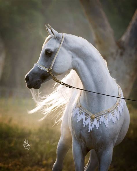 Hes So Elegant Beautiful Arabian Horses Horses Pretty Horses