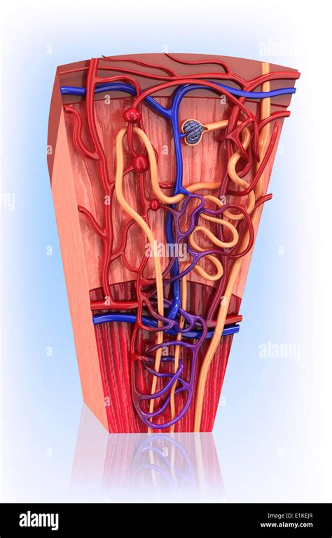 Human Kidney Nephron Cut Away Computer Artwork Stock Photo Alamy