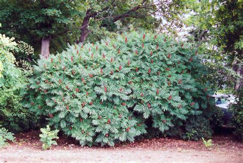 Smooth Sumac Rhus Glabra In Inver Grove Heights Minnesota Mn At