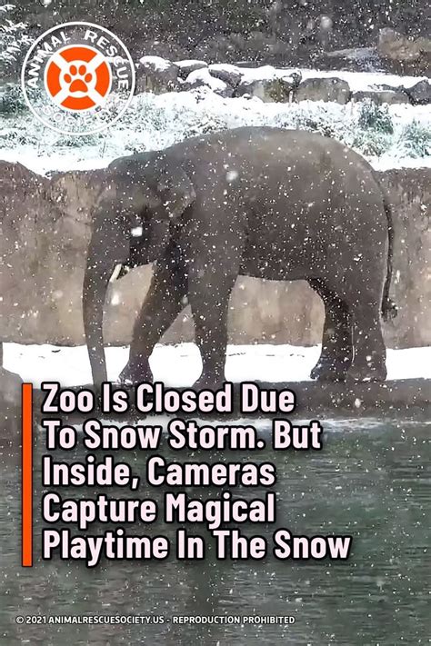Zoo Is Closed Due To Snow Storm But Inside Cameras Capture Magical