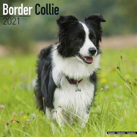 Border Collie Calendar 2021 Border Collie Dog Breed Calendar Border