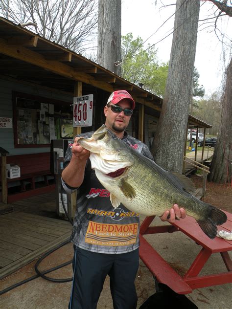 All about that bass, written by trainor and kevin kadish, is a bubblegum pop. Caddo Lake record bass caught again almost a year to the day