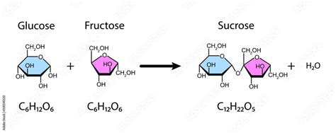 Sucrose Formation Glycosidic Bond Formation From Two Molecules