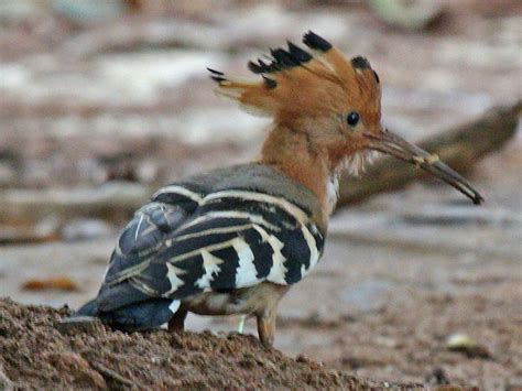 Madagascar Hoopoe Upupa Marginata By Jerryoldenettel Animals Bird