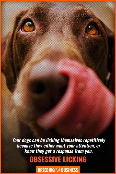 Obsessive Licking In Dogs Els Health Concerns Solutions And Faq