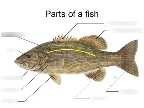 External Anatomy Of A Fish Diagram Quizlet